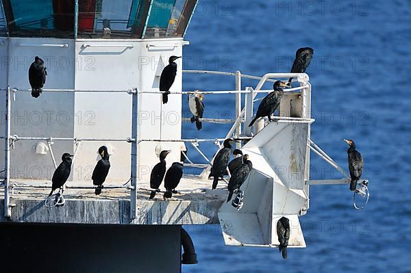 Great Cormorant