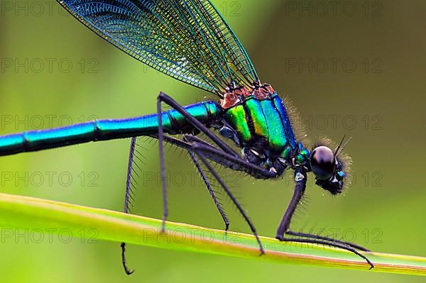 Banded Darter