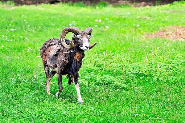 Mouflon