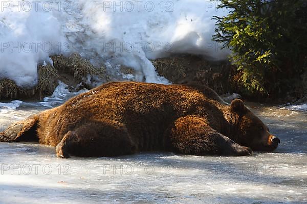 European brown bear