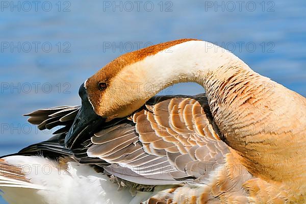 Swan Goose