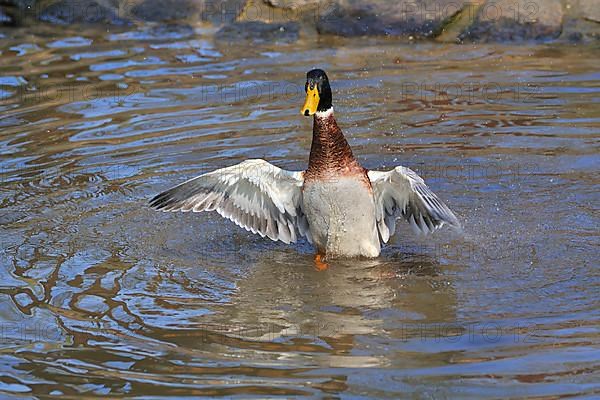 Indian Runner Duck