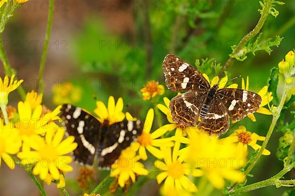 Summer generation landcresses