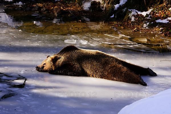 European brown bear