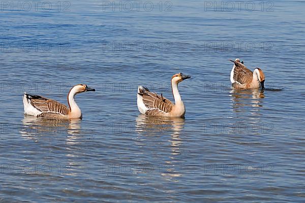 Swan Goose