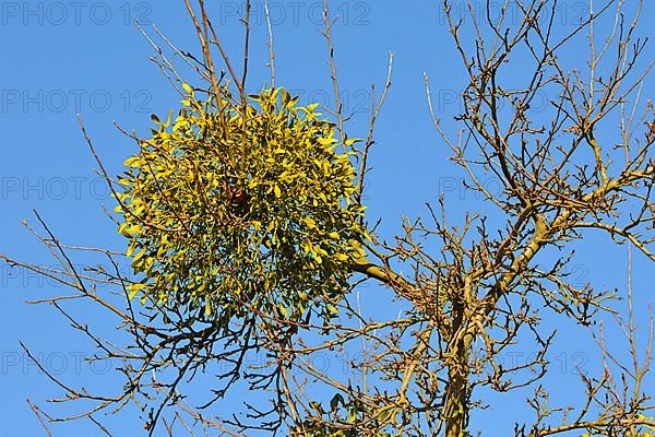 Mistletoe