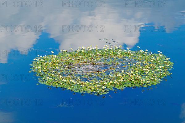 Common Water Crowfoot