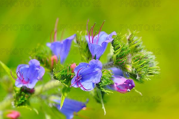 Common viper's bugloss