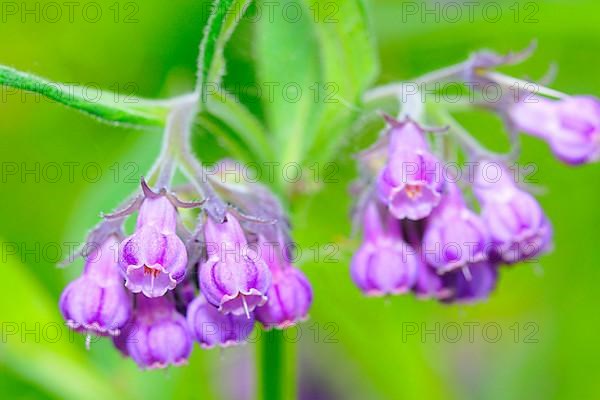 Comfrey