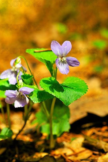 Forest Violets