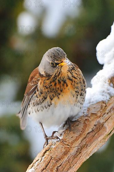 Juniper Thrush