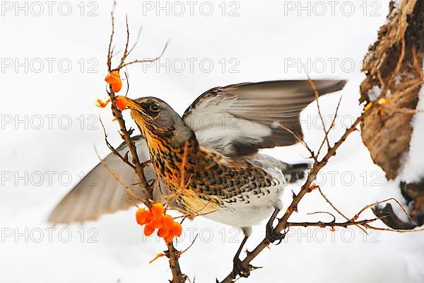 Juniper Thrush