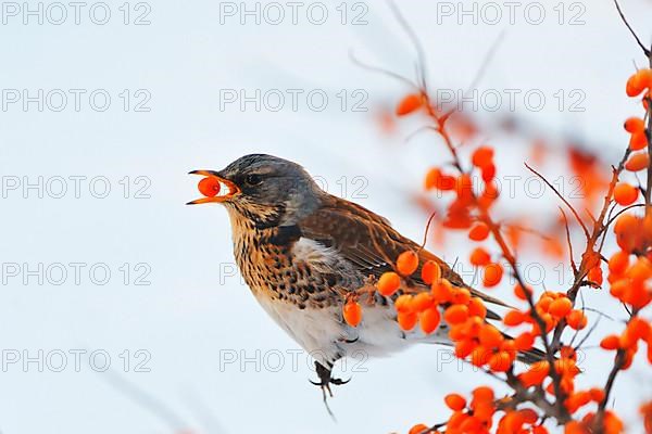 Juniper Thrush