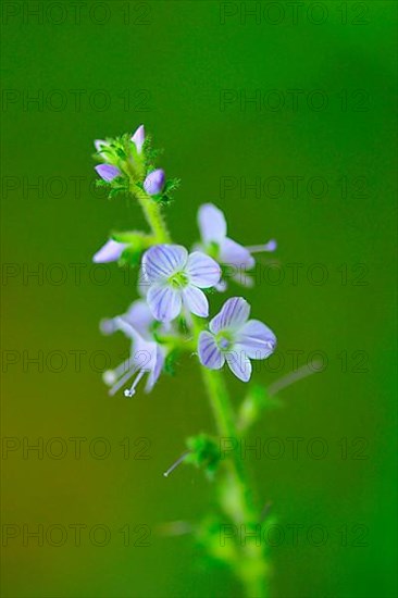 Spring hunger flowers