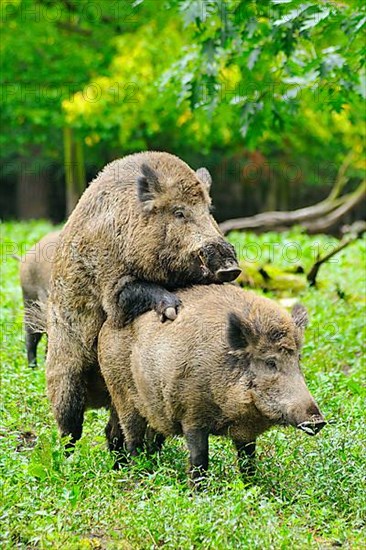 Wild boar