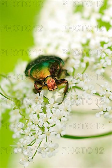 Flower beetle