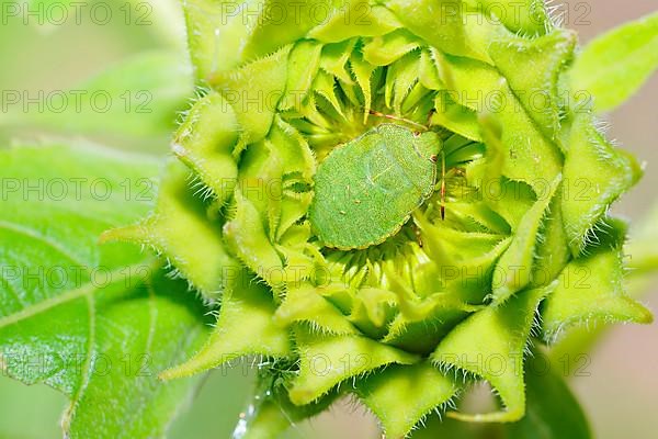 Green stink bug