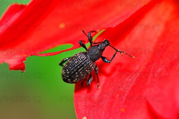 Furrowed Black Borer