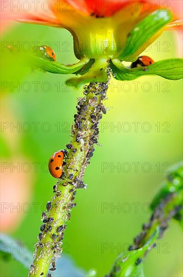Ladybirds and aphids