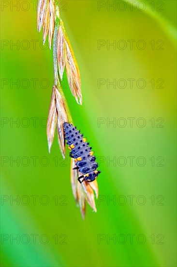 Five-spot ladybird