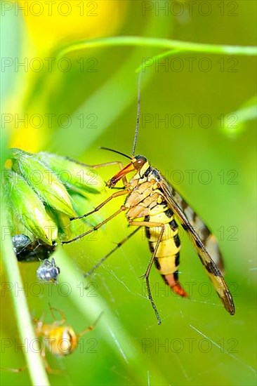 Scorpion fly