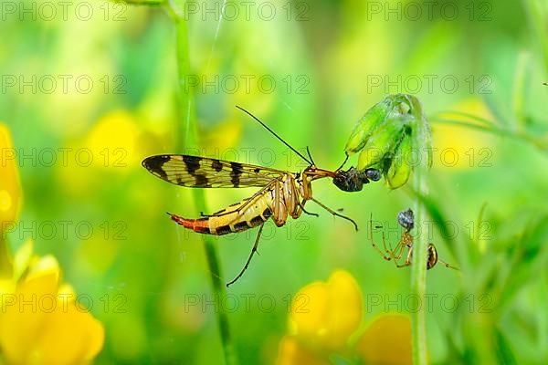 Scorpion fly