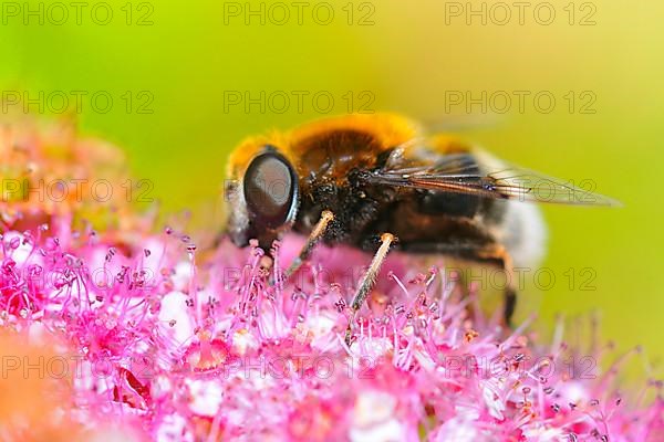 Yellow-browed Mountain Hoverfly