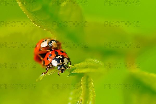 Asian ladybird