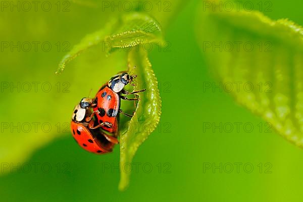 Asian ladybird