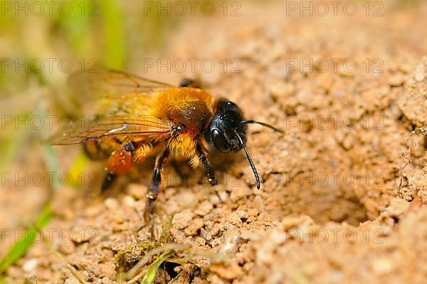 Common sand bee