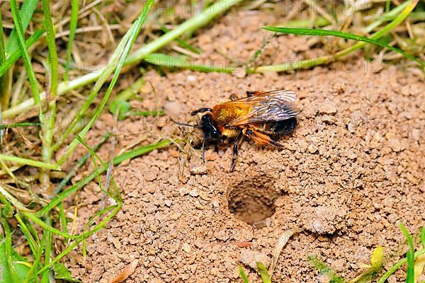 Common sand bee