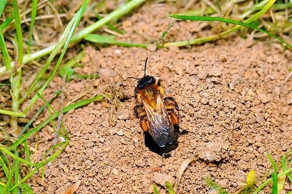 Common sand bee