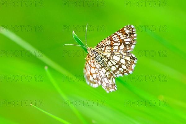 Barred heather moth