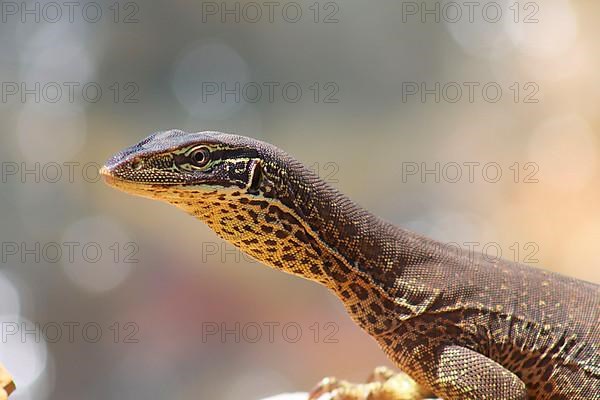 Gould's monitor lizard