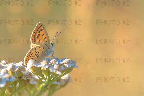 Brown fire butterfly