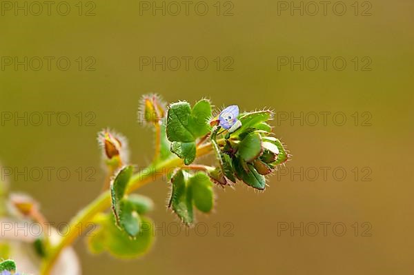 Ivy Speedwell