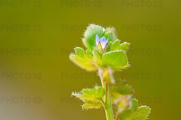 Ivy Speedwell