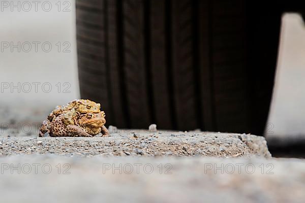 Common toads