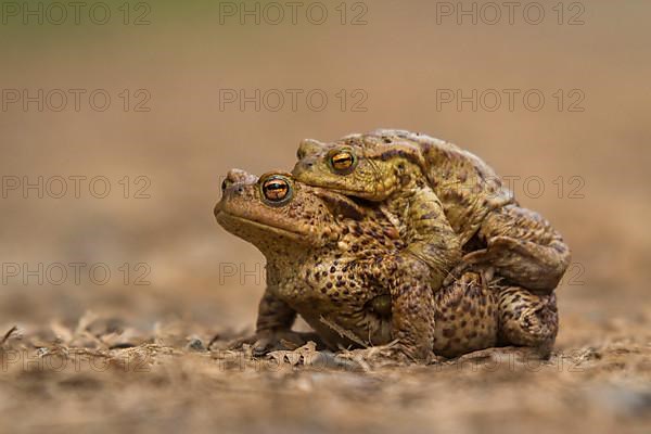 Common toads