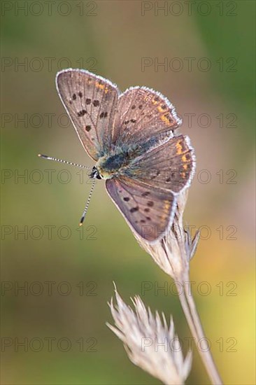 Brown fire butterfly