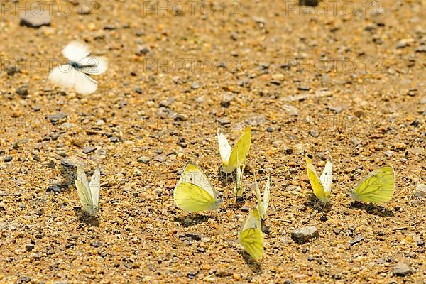 Small cabbage white butterfly