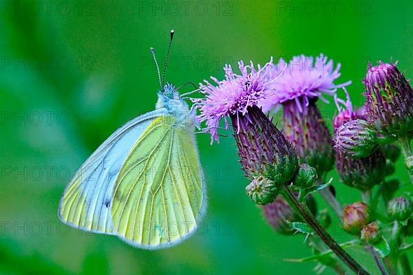 Green-veined White