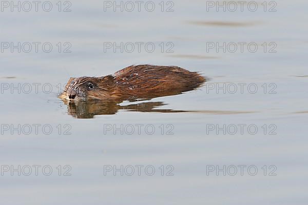 Muskrat