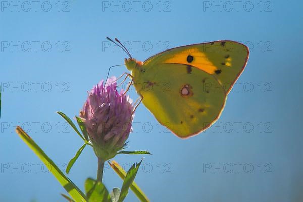 Common cloudy yellow