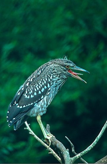 Night Heron