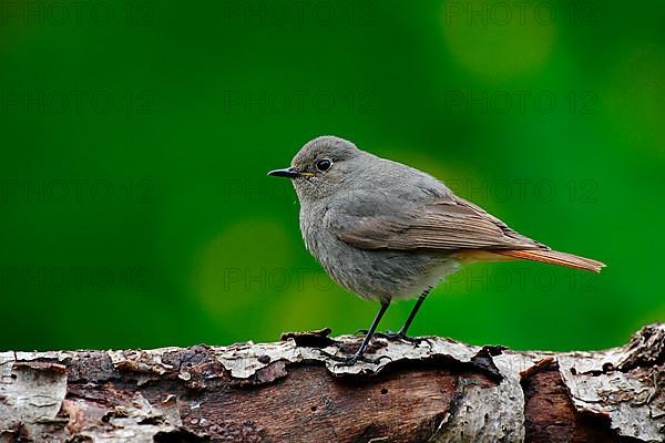 Black Redstart