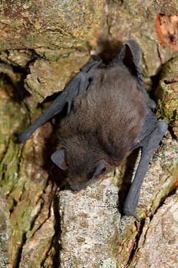 Pipistrelle