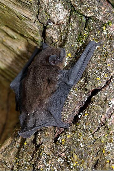 Pipistrelle