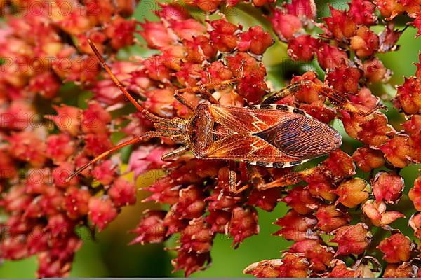 American pine bug