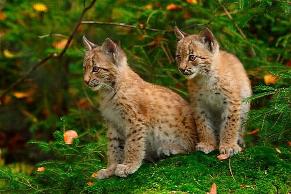 Lynxes